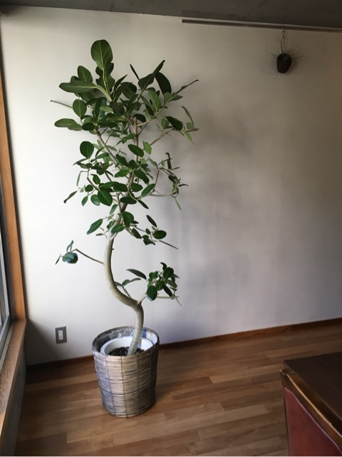 {646FA26F-AA9C-4597-BE5C-36D024A6B111}